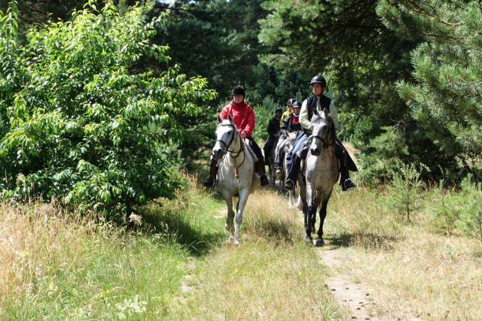 Reitergruppe am Waldausgang